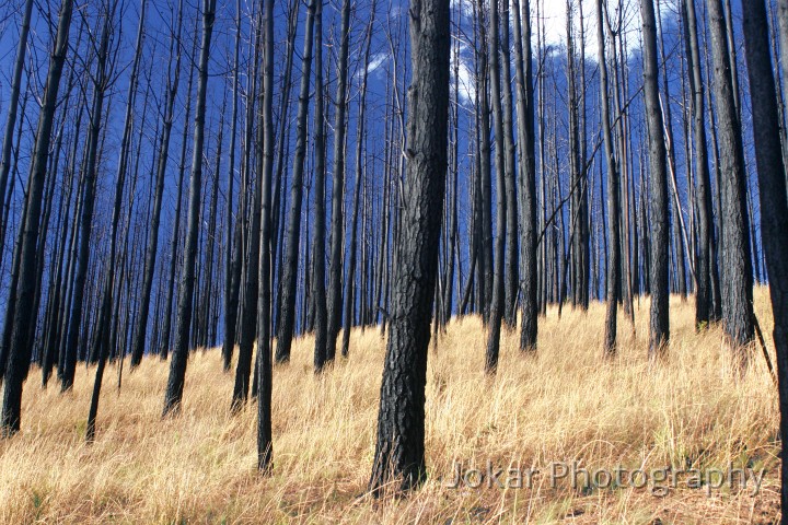 Mt McDonald 0012_RJ.jpg - Pine plantation at Mt McDonald after the fires, Canberra, ACT
